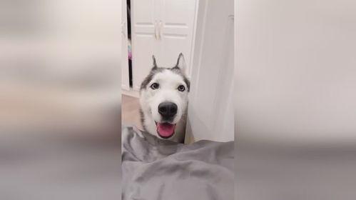 韩国哈士奇爆料视频播放,哈士奇爆料视频引发网友热议，揭秘真实韩国生活  第3张